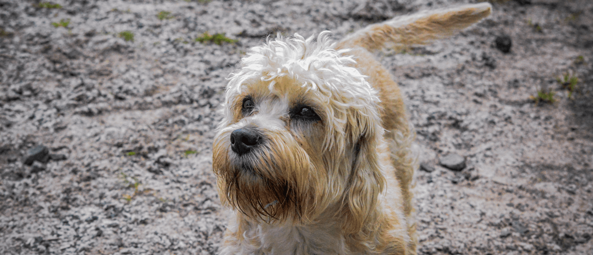 a dog with white fur standing on mud